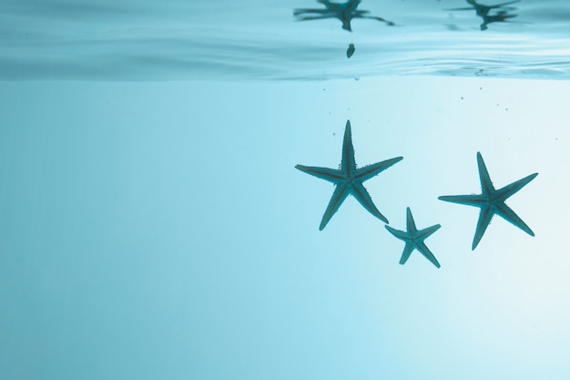 Free Photo starfish underwater still life