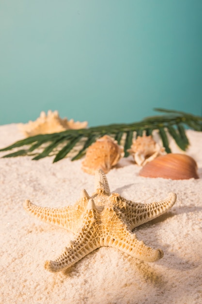 Starfish with shells and leaves on sandy beach