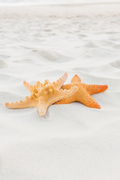 Starfishes on sand