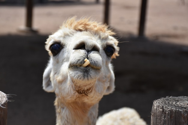 Free photo staring directly into the face of a white alpaca.