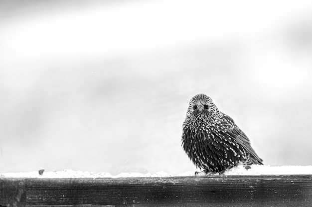 Free photo starling perched on a wooden fence staring at the front