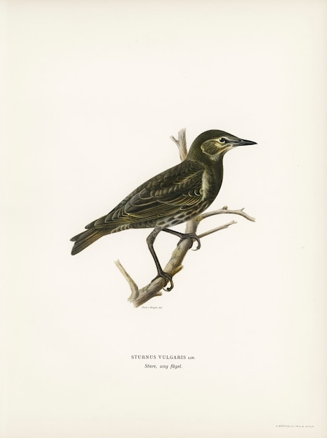 Starling (Sturnus vulgaris) illustrated by the von Wright brothers. 