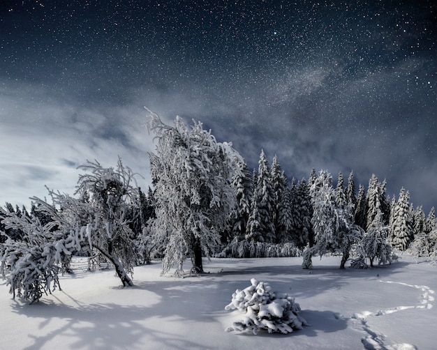 starry sky in winter snowy night. fantastic milky way in the New Year's Eve. Starry sky snowy winter night. The Milky Way is a fantastic New Year's Eve