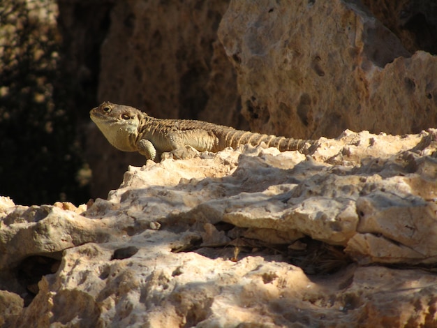 Free photo stellagama crawling on the rocks under the sunlight in malta