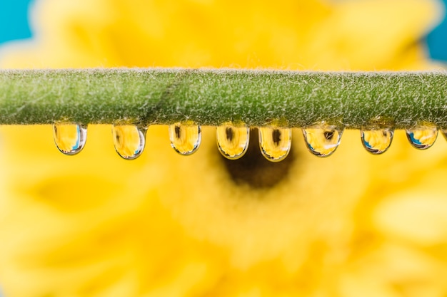 Stem with drops in front of flower