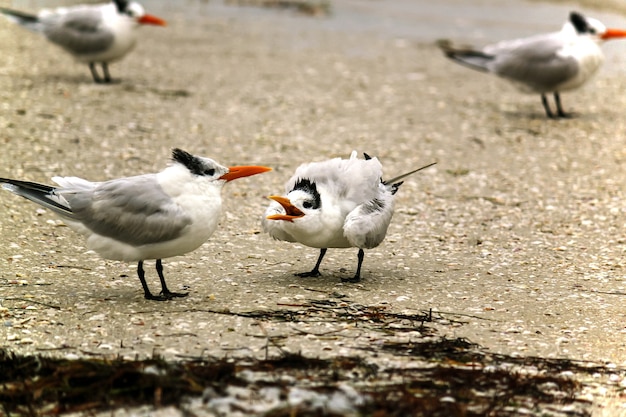 Sternidae seabirds standing on the shore during daytime