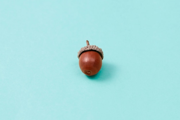 Free Photo still life of acorns