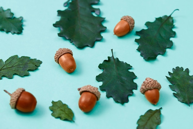 Free Photo still life of acorns