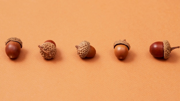 Free photo still life of acorns