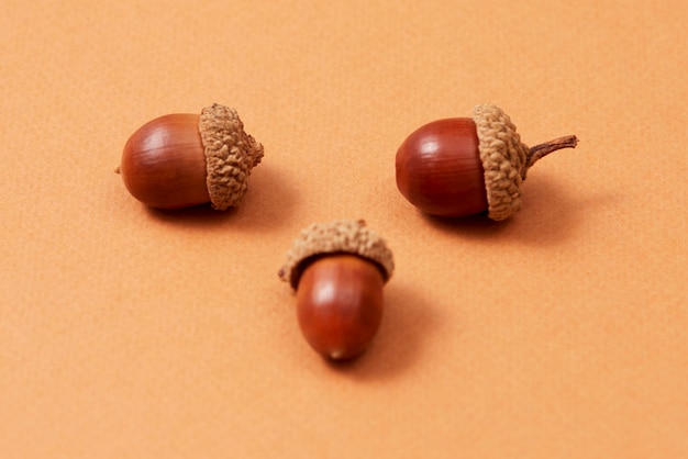 Free Photo still life of acorns