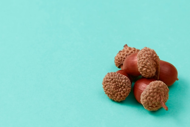 Free photo still life of acorns