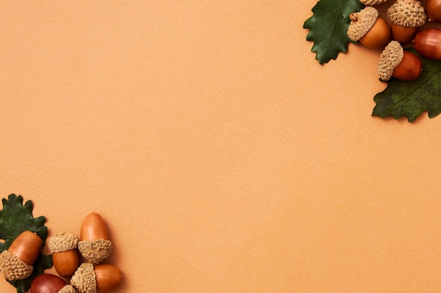 Free Photo still life of acorns