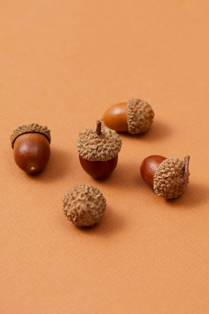 Free photo still life of acorns