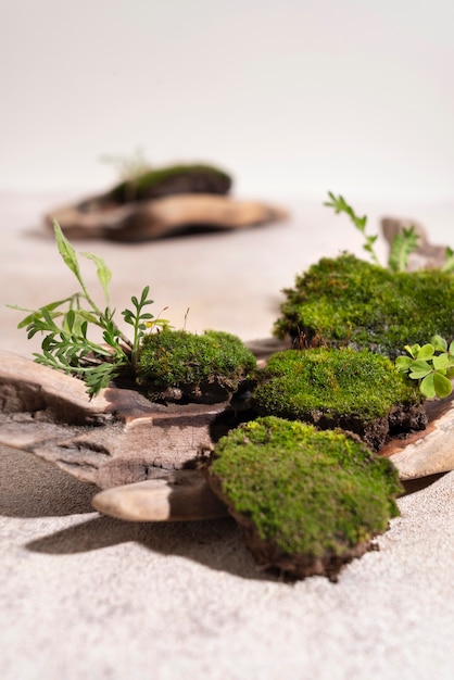 Free photo still life of algae and moss on podium