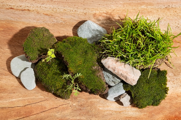 Free photo still life of algae and moss on podium