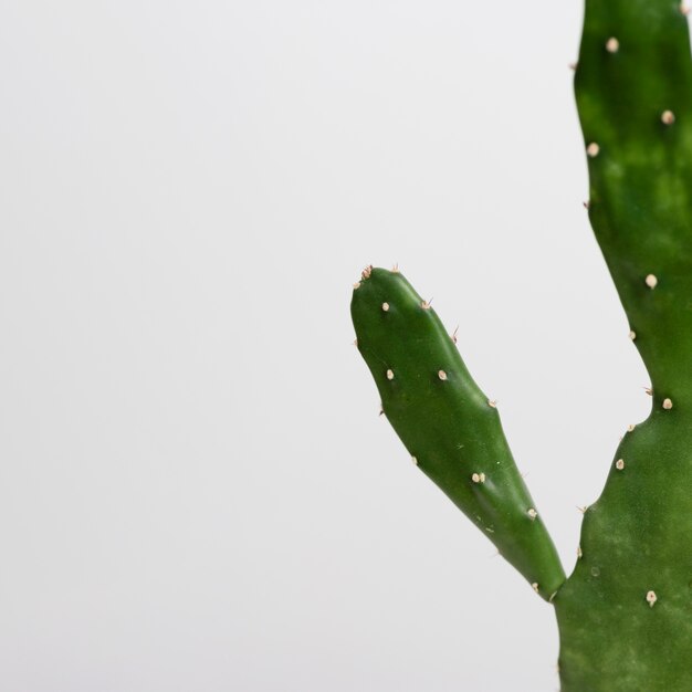 Still life arrangement of green plant