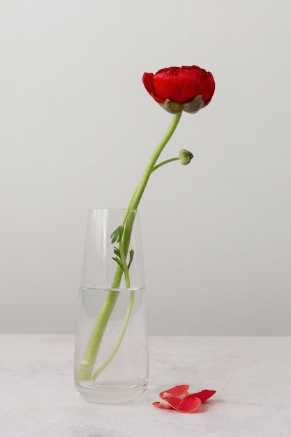 Still life arrangement of interior flower in vase