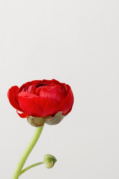 Free photo still life arrangement of interior flower in vase