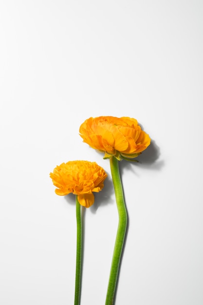 Free photo still life of beautiful flowers