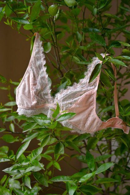 Free Photo still life of bra lingerie