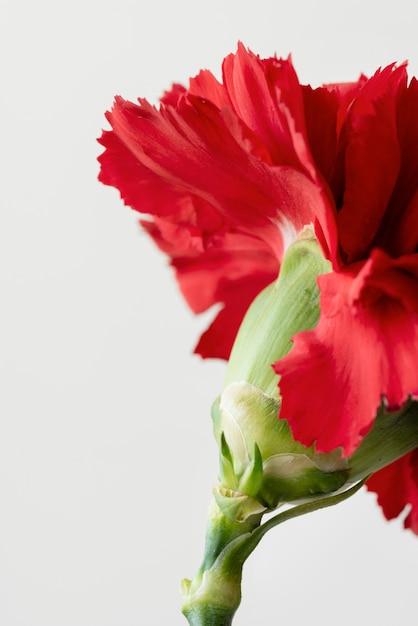 Still life close-up of flower indoors