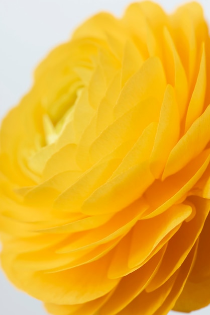 Free photo still life close-up of flower indoors