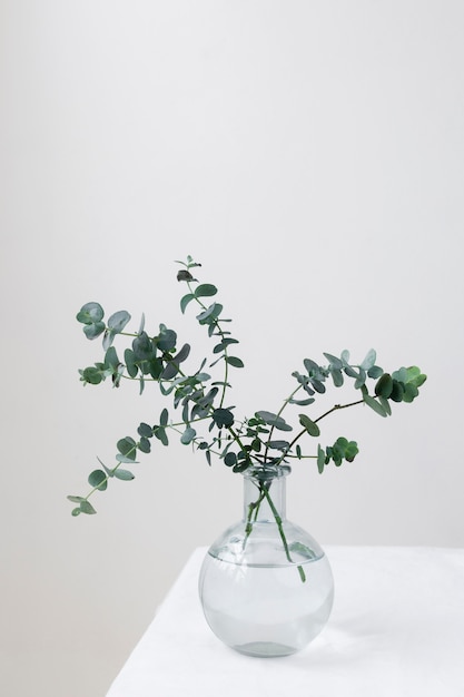 Free Photo still life composition of plant indoors