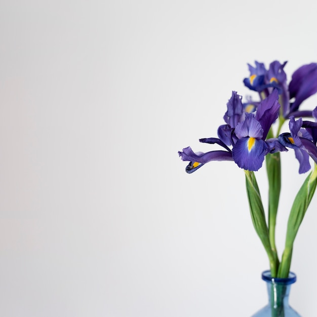 Free photo still life composition of plant indoors