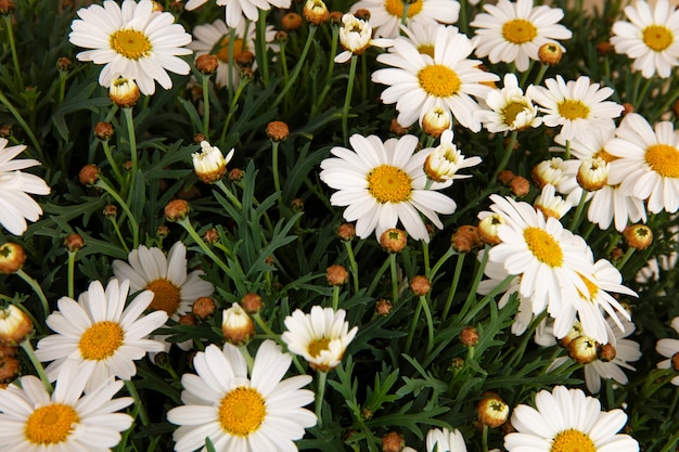 Free Photo still life of daisy flowers