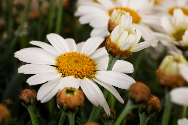 Free Photo still life of daisy flowers