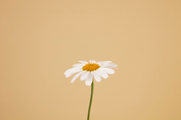 Free photo still life of daisy flowers