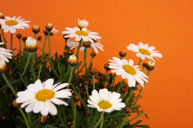 Free Photo still life of daisy flowers