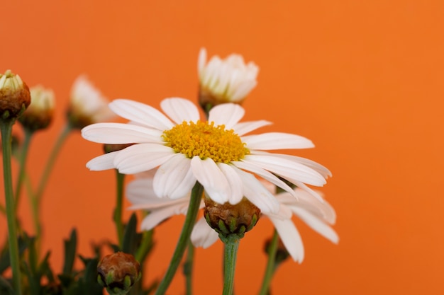 Still life of daisy flowers