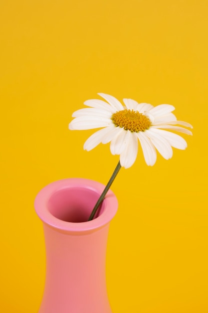 Free Photo still life of daisy flowers