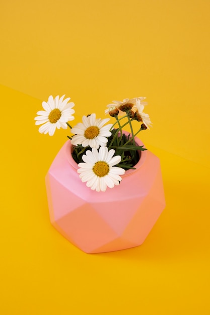 Free photo still life of daisy flowers