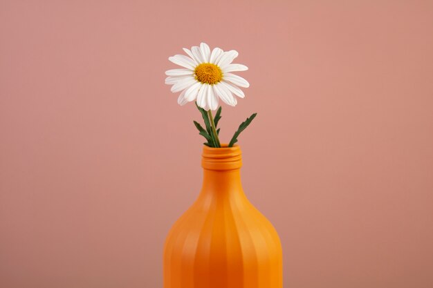 Still life of daisy flowers