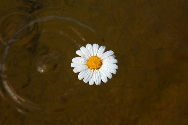 Free Photo still life of daisy flowers