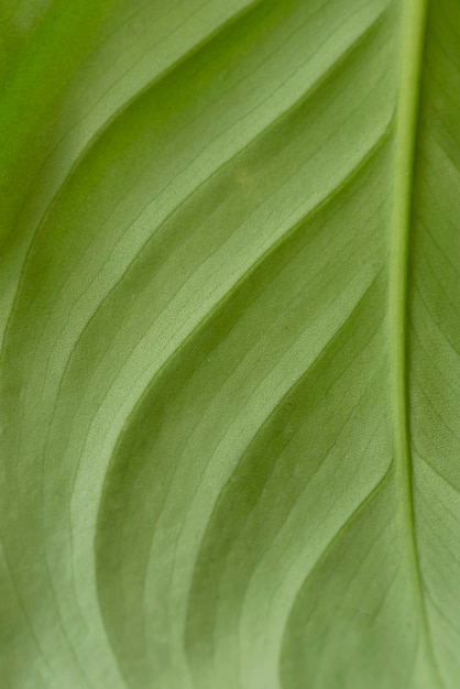 Still life green plant indoors