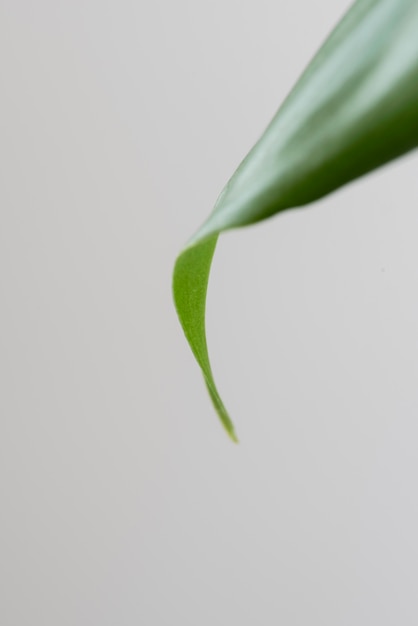 Free photo still life green plant indoors