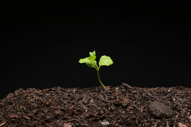 Still life of growing seedling