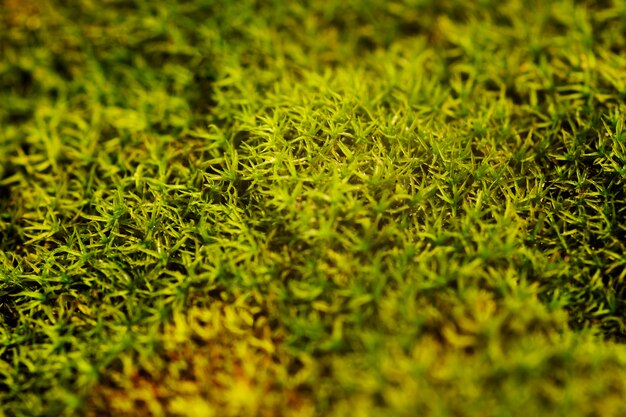 Still life of moss close up details