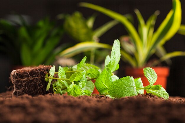 Still life of various plant on soil