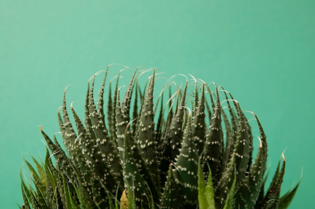 Free Photo still life with cactus plant