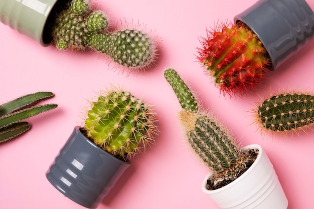 Free photo still life with cactus plant