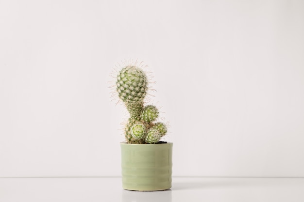 Free Photo still life with cactus plant