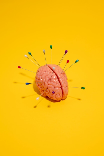 Free photo still life with human brain