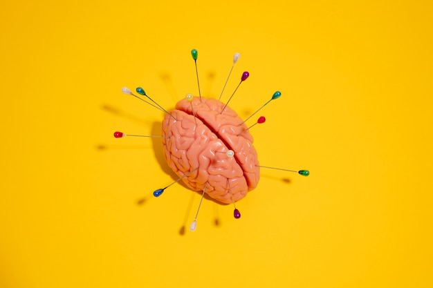 Free Photo still life with human brain