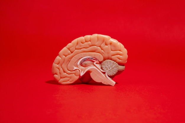 Still life with human brain