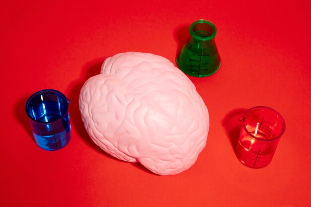 Still life with human brain