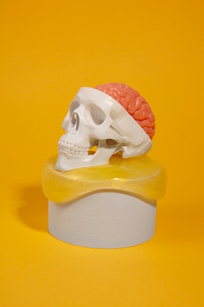 Free Photo still life with human brain